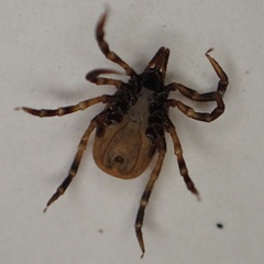 Ixodes frontalis