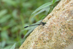 Anisogomphus anderi