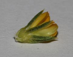 Aspalathus juniperina juniperina