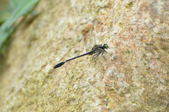 Anisogomphus anderi