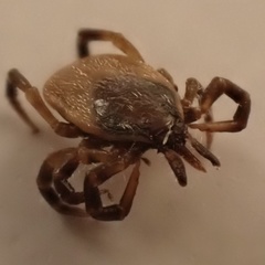 Ixodes frontalis