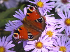 Aglais io