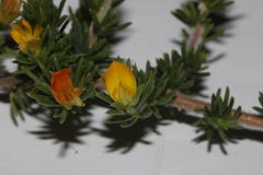 Aspalathus juniperina juniperina