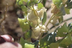 Atriplex lindleyi inflata
