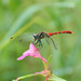 Sympetrum eroticum ardens - Photo (c) Shanghong Wang, some rights reserved (CC BY-NC), uploaded by Shanghong Wang
