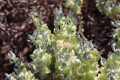 Atriplex lindleyi inflata