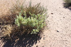 Atriplex lindleyi inflata