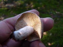 Lactarius mammosus