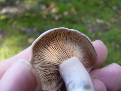 Lactarius mammosus