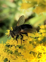 Archytas analis