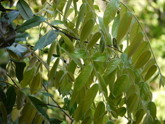 Diospyros saldanhae