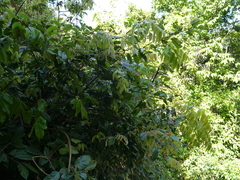 Diospyros saldanhae