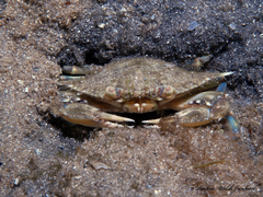 Callinectes ornatus