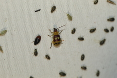 Paranapiacaba connexa