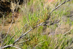 Anginon fruticosum