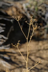 Anginon fruticosum
