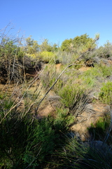Anginon fruticosum