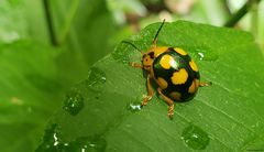 Platyphora mirabilis