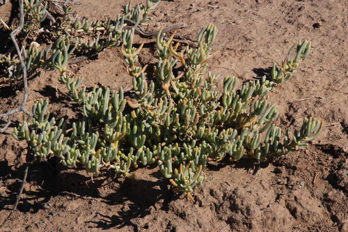 Mesembryanthemum tetragonum