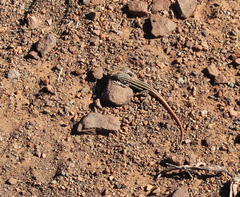 Pedioplanis burchelli