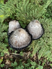 Coprinus comatus