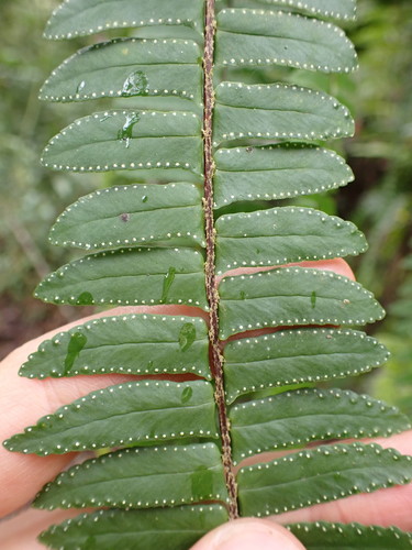 Basket fern (Nephrolepis pectinata)