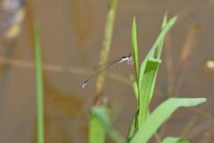 Aciagrion approximans