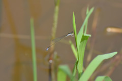 Aciagrion approximans