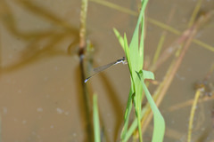 Aciagrion approximans