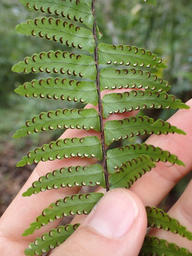 Image of Nephrolepis pectinata by (c) Skjold Søndergaard, some rights reserved (CC BY)