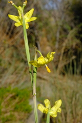 Moraea reflexa