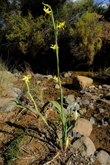 Moraea reflexa