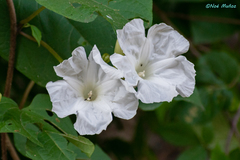Ipomoea suaveolens