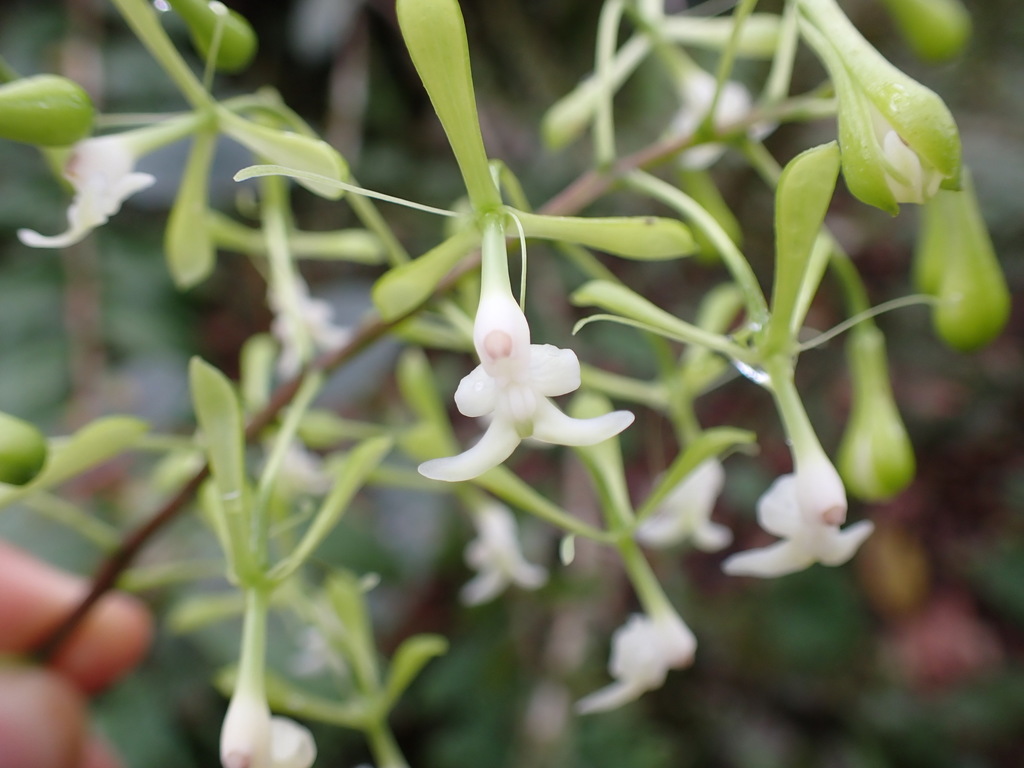 Epidendrum paniculourubambense