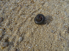 Ommatoiulus lusitanus