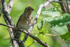 Passerina versicolor