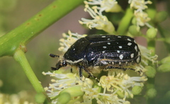 Clinteroides permutans
