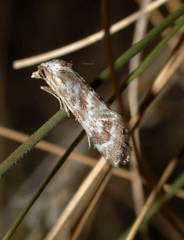 Cochylimorpha fuscimacula
