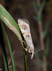 Euchromius gratiosella