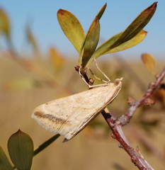 Evergestis nomadalis