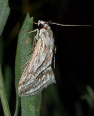 Evergestis desertalis