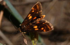 Kasania arundinalis