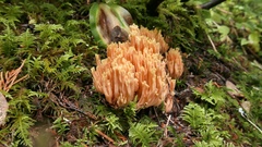 Ramaria leptoformosa