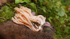 Ramaria leptoformosa