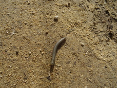 Ommatoiulus lusitanus