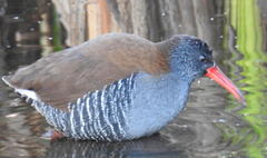 Rallus caerulescens