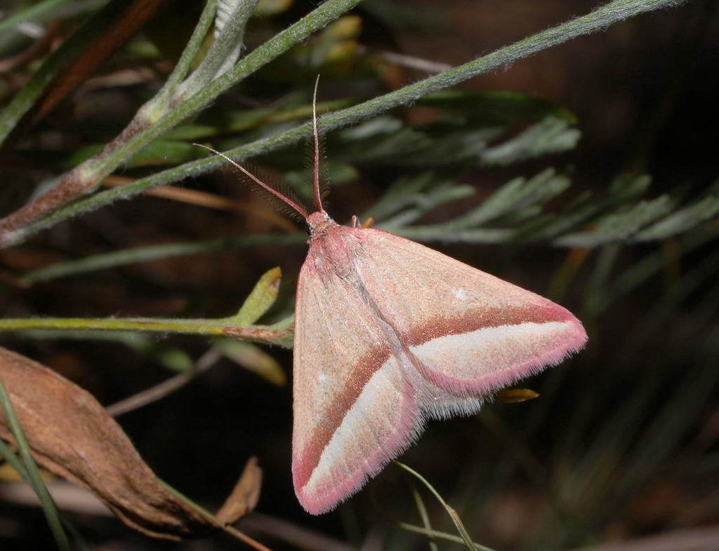 Casilda antophilaria