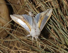 Cucullia argentina
