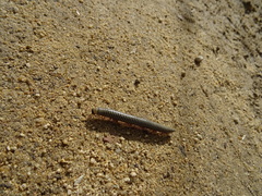 Ommatoiulus lusitanus