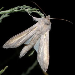 Cucullia biornata